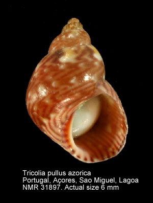 Tricolia pullus azorica.jpg - Tricolia pullus azorica(Dautzenberg,1889)